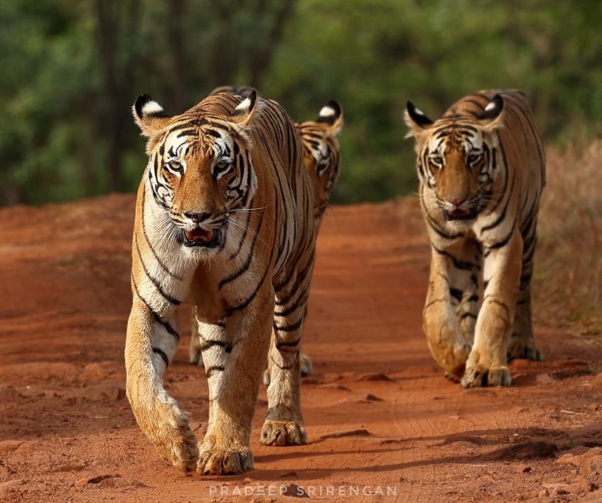 Maya the Queen of Tadoba